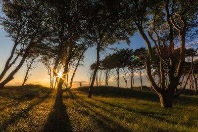 Sun shining through trees on field