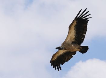 Low angle view of eagle flying in sky