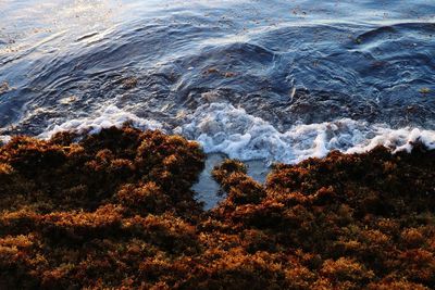 High angle view of sea and sargasso