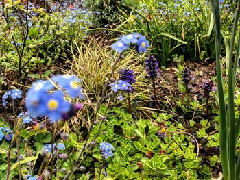 Close-up of flowers growing in field