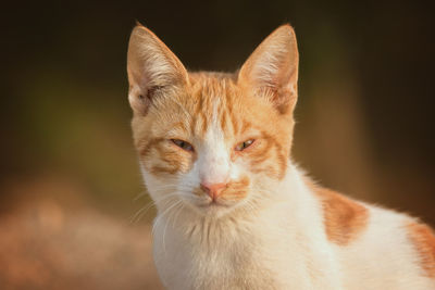 Close-up portrait of cat