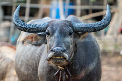 Close-up portrait of a horse