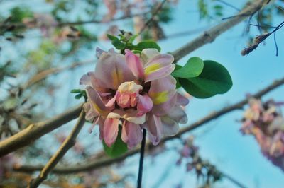 Close-up of pink flower buds on branch