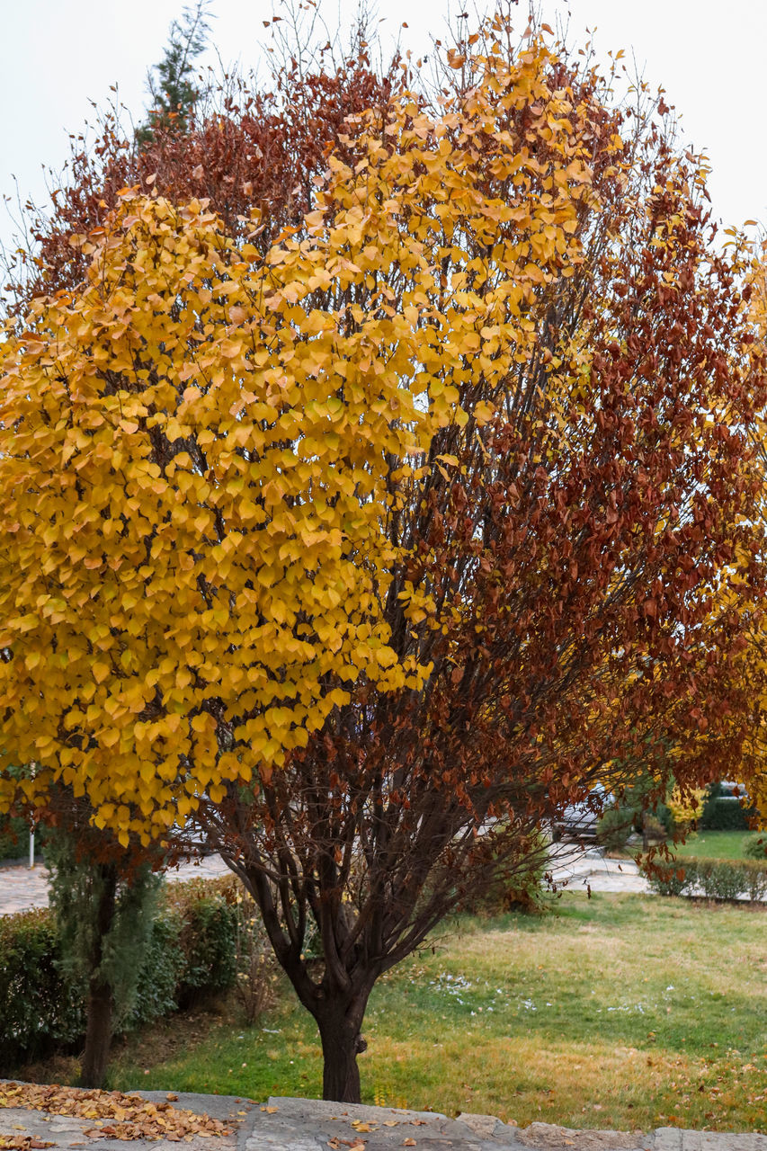 autumn, plant, tree, change, yellow, beauty in nature, nature, growth, day, no people, orange color, park, outdoors, tranquility, field, park - man made space, grass, land, scenics - nature, tranquil scene, fall, treelined