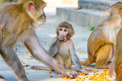 Monkeys eating chickpeas