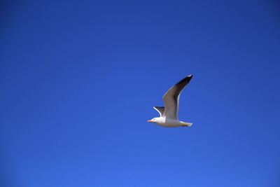 Low angle view of seagull flying against blue sky