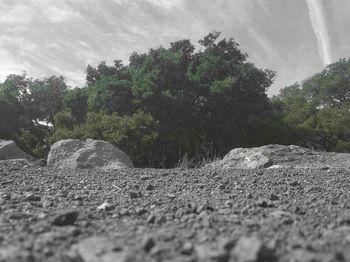 Surface level of pebble and trees against sky