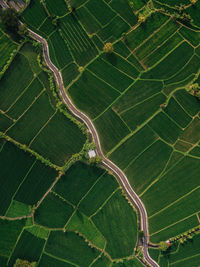 Aerial view of road and agricultural field