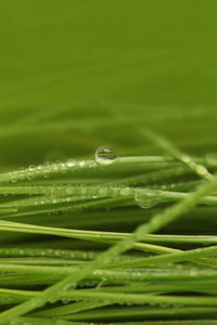 Water drops on soft focus green grass.