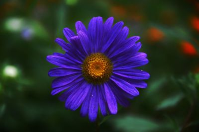 Close-up of purple flowering plant