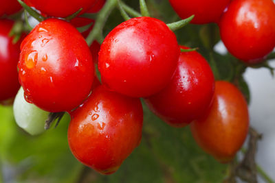 Close-up of wet tomatoes on plant