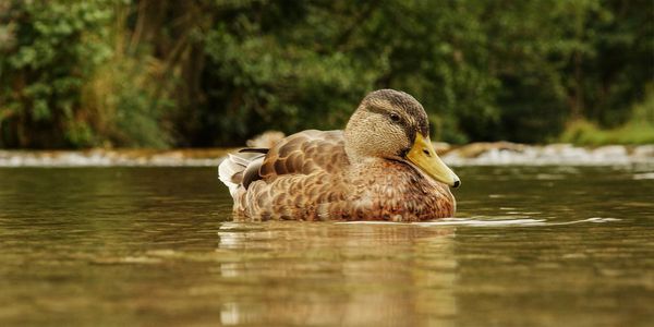 Duck swimming in lake