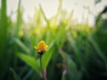 Close-up of yellow flowering plant