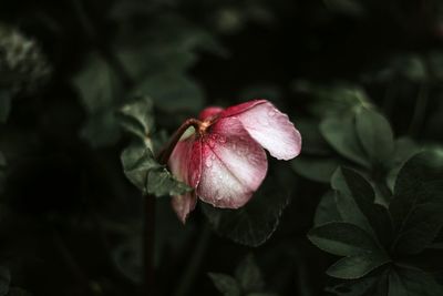 Close-up of pink rose