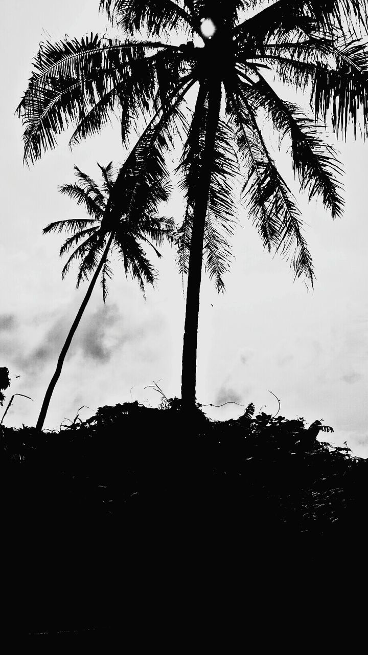 tree, silhouette, sky, low angle view, branch, growth, palm tree, tranquility, cloud - sky, nature, tree trunk, sunset, beauty in nature, cloudy, tranquil scene, scenics, dusk, cloud, outdoors, no people