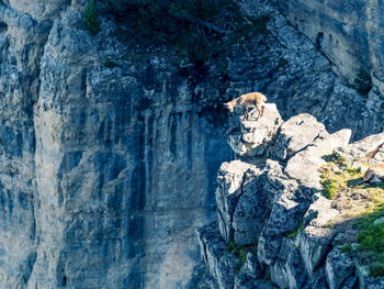 Close-up of goat on mountain