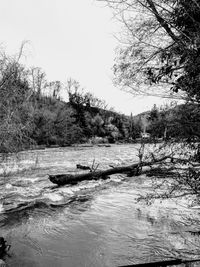 Scenic view of river amidst trees against sky