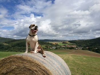 Dog sitting on field against sky