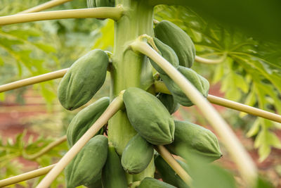Close-up of papaya growing on plant