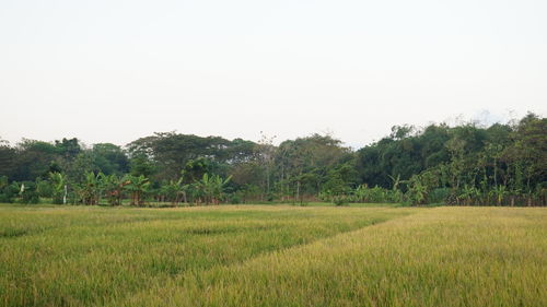 Scenic view of agricultural field against clear sky