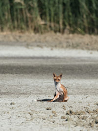 Dog sitting on a land