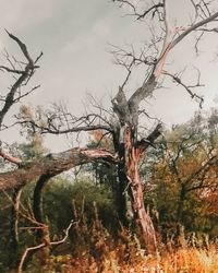 Bare tree in forest against sky