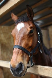 Close-up of horse