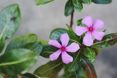 Close-up of pink flowering plant