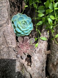 Close-up of green plant