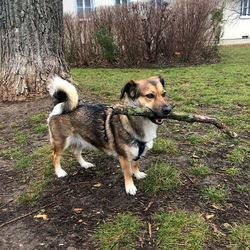 Full length of dog on field