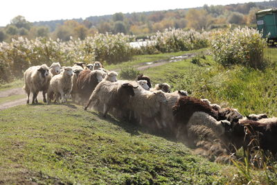 A herd of rams graze outside in the grass in the meadow. selective focus