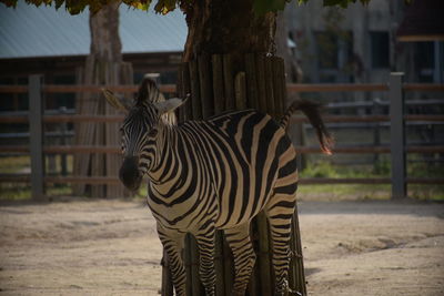 Zebras in a zoo