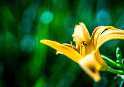 Close-up of yellow flowering plant