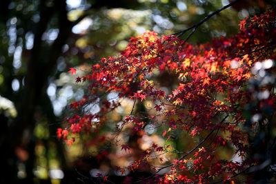 Low angle view of red flowering tree