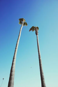 Low angle view of a bird flying against blue sky