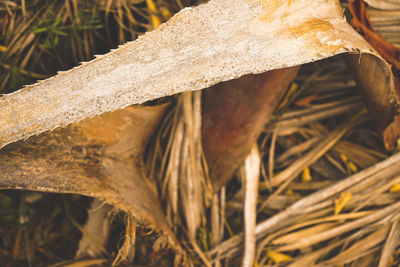 Close-up of tree trunk