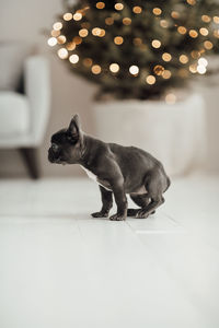Cat sitting on floor