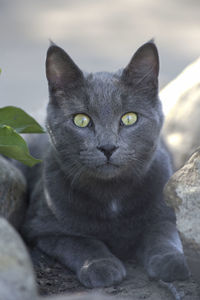 Close-up portrait of black cat