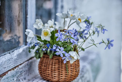 Close-up of potted plant