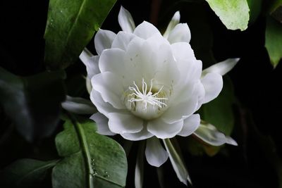 Close-up of white flowering plant