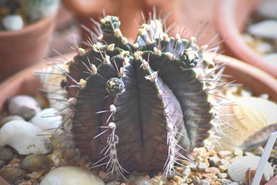 Close-up of succulent plant