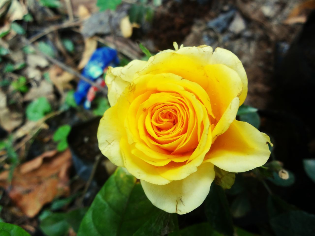 flower, petal, flower head, fragility, freshness, rose - flower, beauty in nature, close-up, yellow, growth, single flower, blooming, focus on foreground, nature, plant, in bloom, rose, blossom, outdoors, high angle view