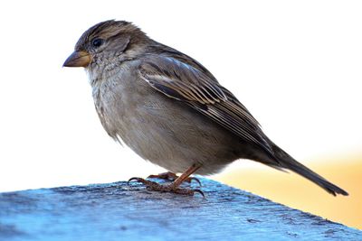 Curious bird studying my movements waiting for food.