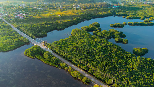 High angle view of mangrove forest