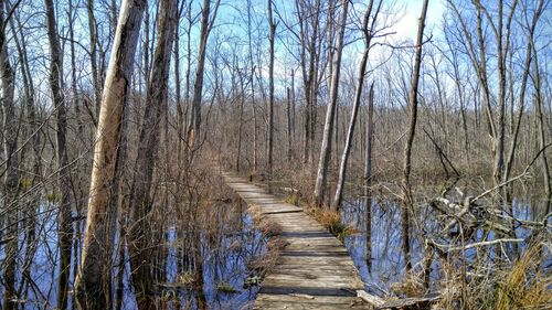 Footpath leading to forest