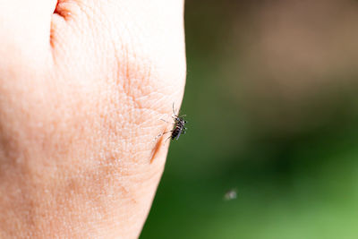 Close-up of insect on hand