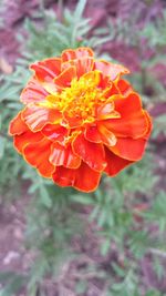 Close-up of marigold blooming outdoors