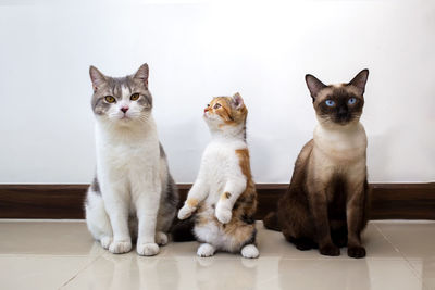 Portrait of cats sitting on tiled floor