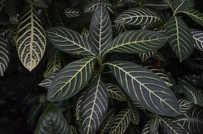 Close-up of plant growing outdoors