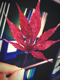 Close-up of pink leaves